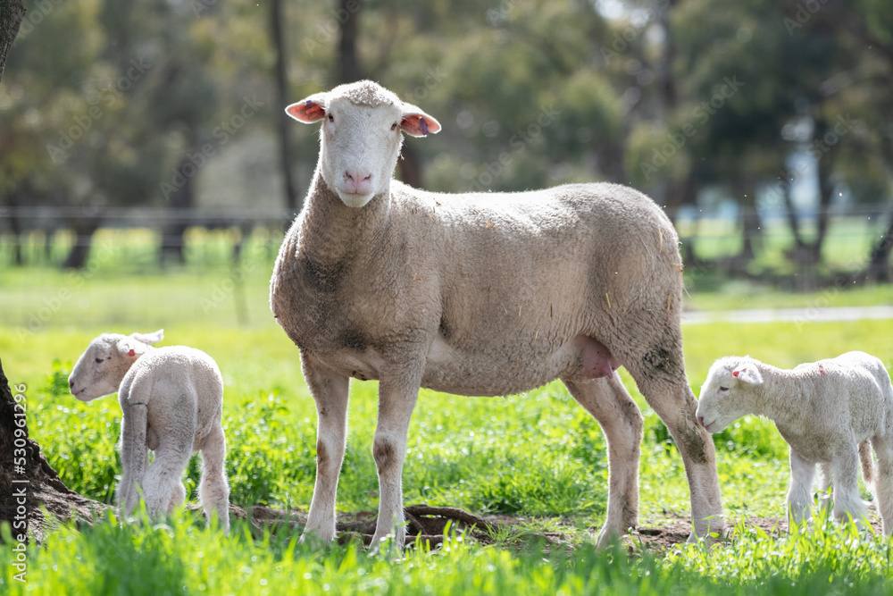 Mother sheep looking at camera while her twin lamb gather. Mother sheep looking at camera while her twin lamb gather.