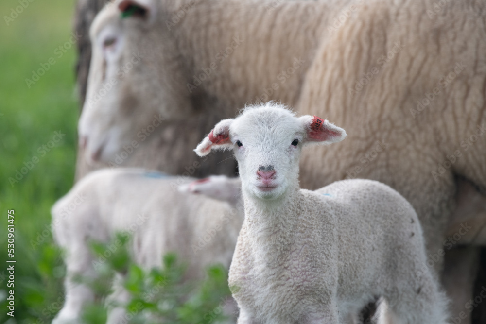 Lamb with sheep in the background looking at camera. Lamb with sheep in the background looking at camera.