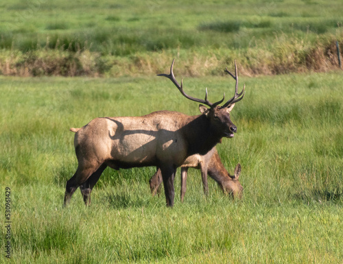 Elk out at Dean Creek viewing area in Oregon