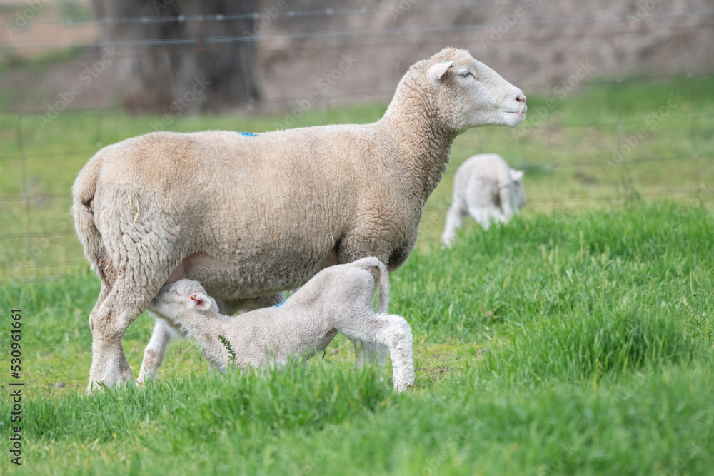 Lamb feeding from mother sheep in the green pastures. Lamb feeding from mother sheep in the green pastures.
