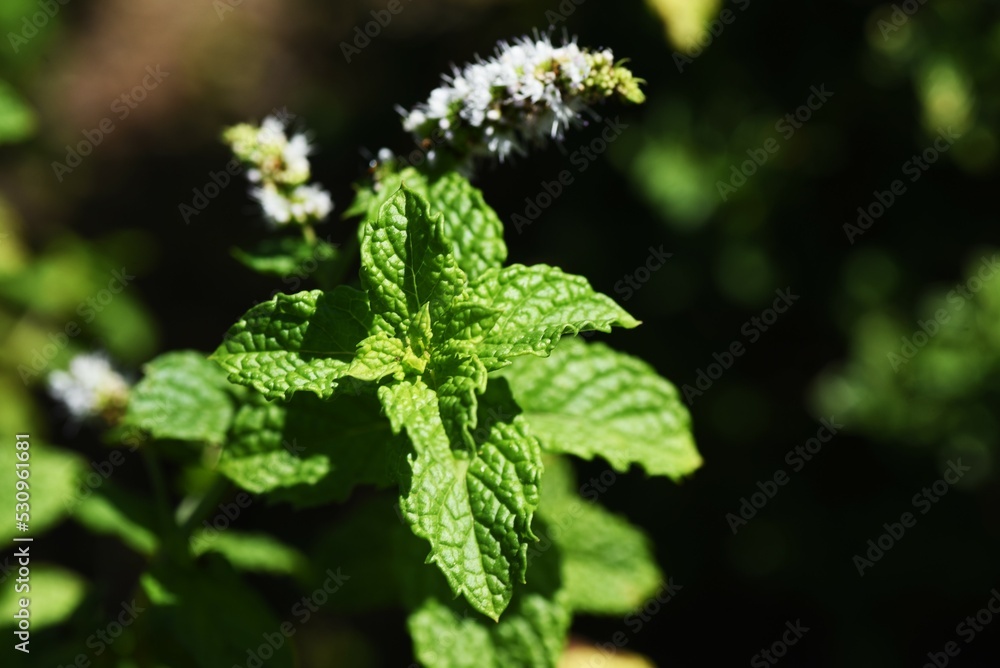 Mint flowers. Lamiaceae perennial herb. The leaves are rich in menthol and are used for cooking and medicinal purposes. The flowering season is from July to September. Mint flowers. Lamiaceae perennial herb. The leaves are rich in menthol and are used for cooking and medicinal purposes. The flowering season is from July to September.