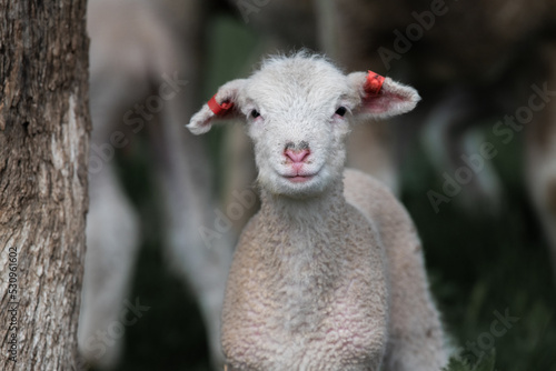 Fototapeta Naklejka Na Ścianę i Meble -  Profile of lamb with heart shaped nose.