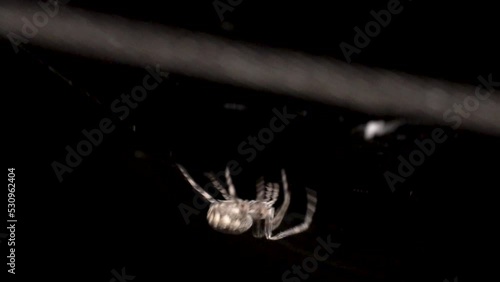 A white color large orb spider is pulling out the web from its spinnerets for building webs to catch prey in the dark photo