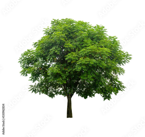 Isolated tree on white background PNG file