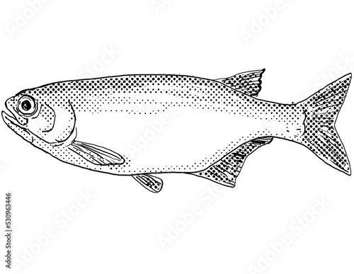 Cartoon style line drawing of a goldeye or Hiodon alosoides, a freshwater fish endemic to North America with halftone dots shading on isolated background in black and white. photo