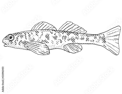 Cartoon style line drawing of a greenside darter or Etheostoma blennioides, a freshwater fish endemic to North America with halftone dots shading on isolated background in black and white. photo