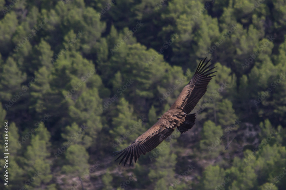 Obraz premium Buitre leonado sobrevolando el Barranc del Cint en Alcoy