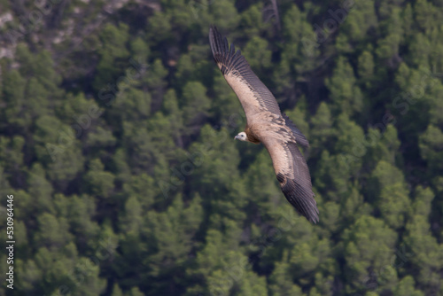 Buitre leonado sobrevolando el Barranc del Cint en Alcoy
 photo