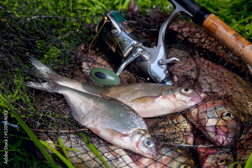 Two freshwater white bream or silver bream on keepnet with bronze breams or carp breams on green grass and fishing rod with reel on natural background.. photo