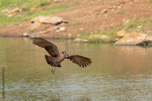 Hamerkop in flight landing on water in a pond. Birdlife seen on an African safari in Kenya