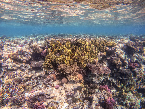 Underwater life of reef with corals and tropical fish. Coral Reef at the Red Sea, Egypt. © kostik2photo
