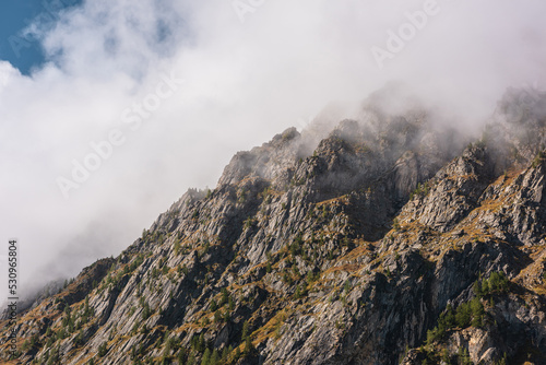 Misty autumn landscape with coniferous trees on sunlit sharp rocks of large mountain range in low clouds. Fading autumn colors in high mountains. Firs on rocky mountain wall in foggy sunny morning.