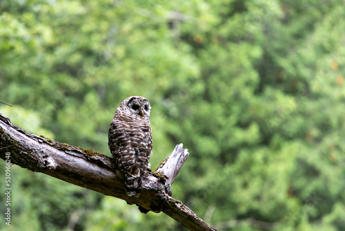 owl on branch in forest, owl look