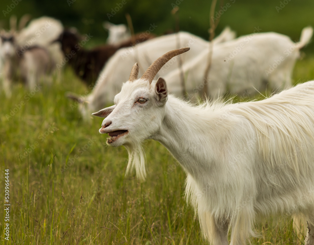 white goats graze on the field white goats graze on the field