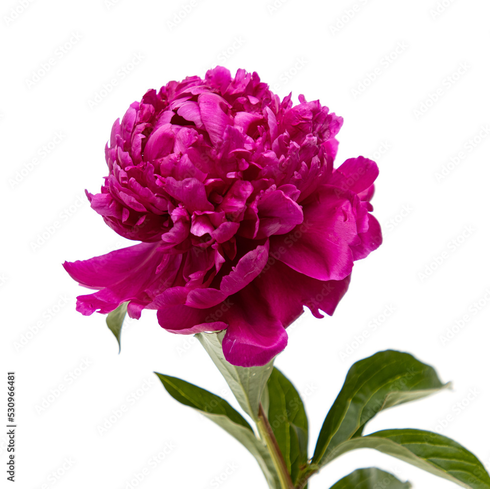 burgundy peony flower isolated on white background burgundy peony flower isolated on white background