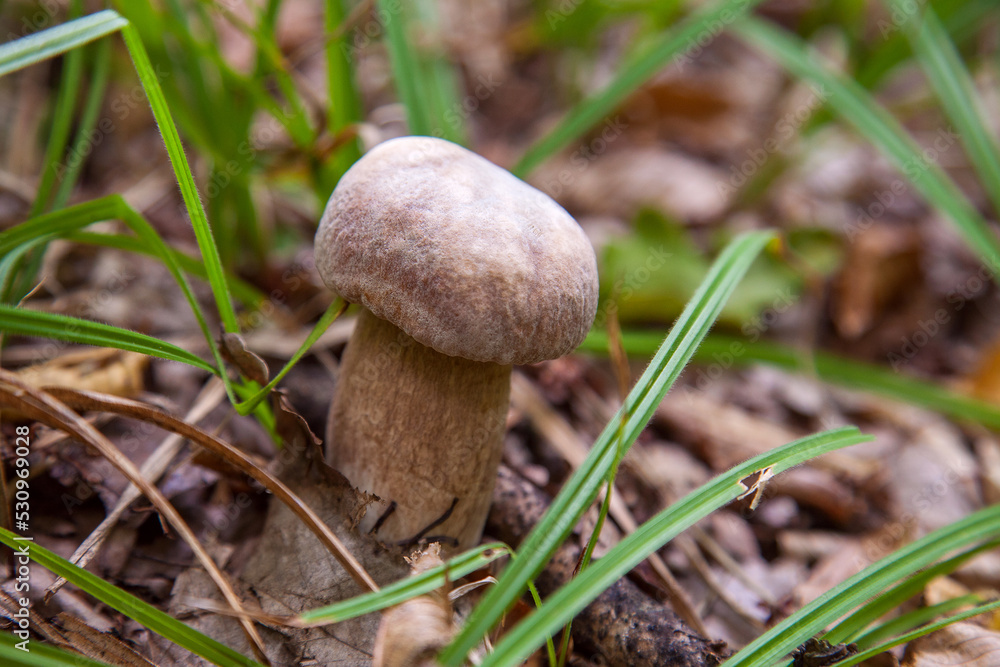 Boletus mushroom in the wild. Porcini mushroom grows on the forest floor at autumn season.. Boletus mushroom in the wild. Porcini mushroom grows on the forest floor at autumn season..