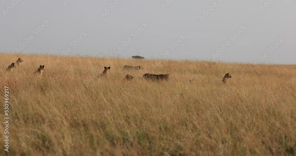 A lion family walks in the savannah A lion family walks in the savannah