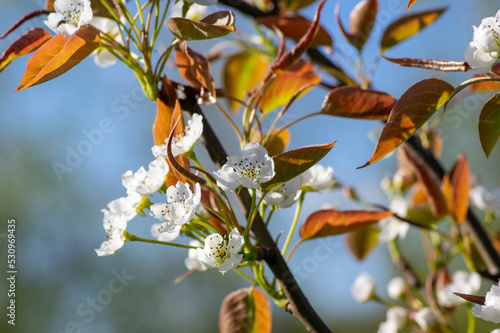 Pyrus pyrifolia asian pear white tree flowers in bloom, nashi flowering branches photo