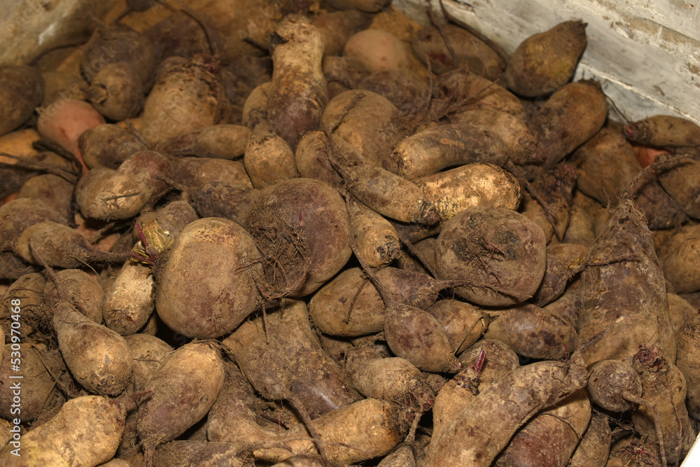 The fruits of red beet lying in a hill. The fruits of red beet lying in a hill.