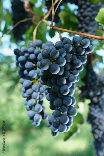 Bunch of red grapes on the vine bush at the vineyard plantation during sunset, close up view.