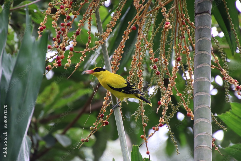 Fototapeta premium Black naped Oriole