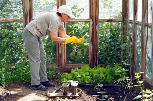 An elderly woman grows natural cucumbers in a greenhouse and films her work on a social network camera. Agriculture.