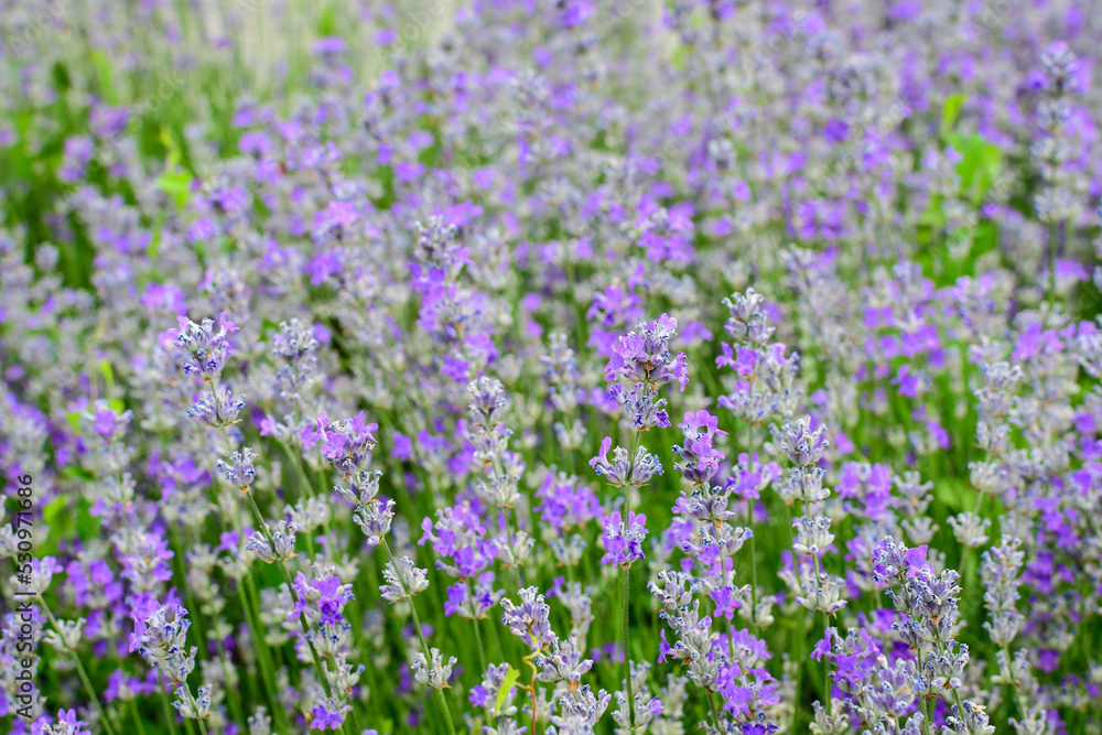 Many small blue lavender flowers in a garden in a sunny summer day photographed with selective focus, beautiful outdoor floral background. Many small blue lavender flowers in a garden in a sunny summer day photographed with selective focus, beautiful outdoor floral background.