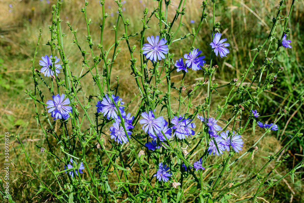 Vivid blue flower of wild common chicory plant, in a meadow in a sunny summer day.