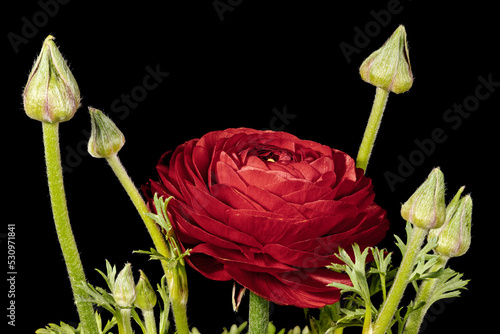 A single red ranunculus flower with emerging buds on a  black background