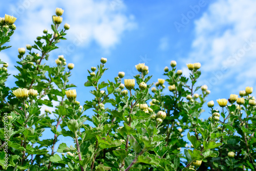 Many vivid yellow Chrysanthemum x morifolium flowers and small green blooms towards blue and cloudy sky, in a garden in a sunny autumn day, beautiful colorful outdoor background.