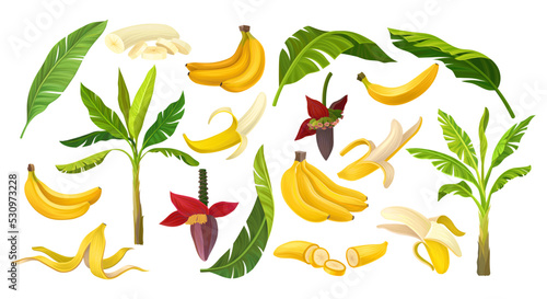 Banana with Palm Tree, Leaf, Blooming Flower and Yellow Fruit in Peel Big Vector Set