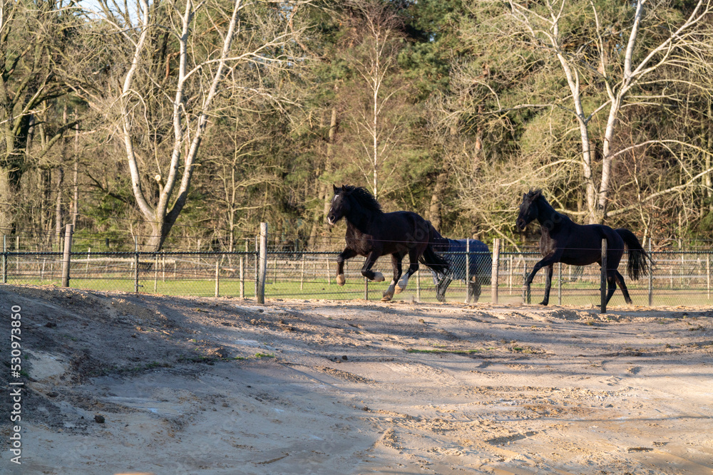 Paddock paradise horses living free Paddock paradise horses living free