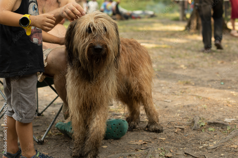 Furry dog. Pet in park. Walking large dog. Furry dog. Pet in park. Walking large dog.