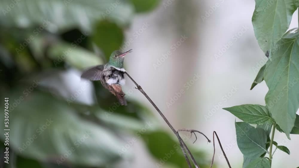 Hummingbird flying steadily on a lead in Costa Rica. Hummingbird flying steadily on a lead in Costa Rica.