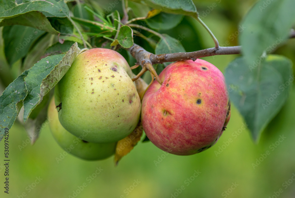 Ripe red apples on the branches of a tree. Ripe red apples on the branches of a tree.