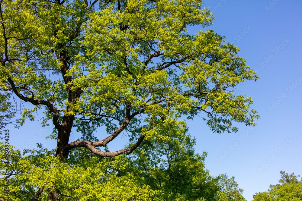Obraz premium Green leaves on the trees in the park. Nature