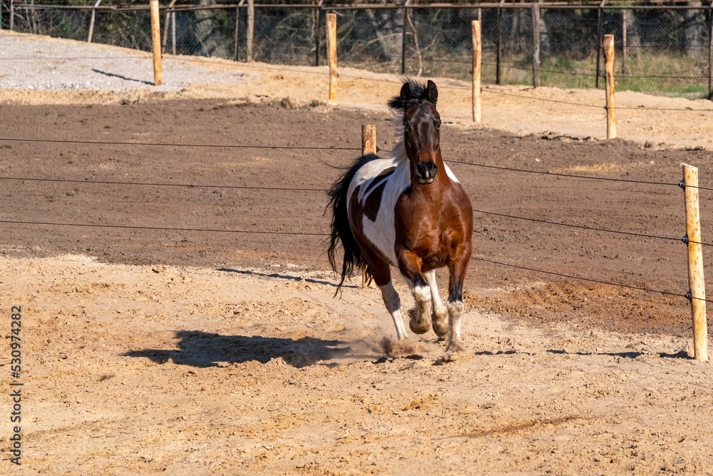 Paddock paradise horses living free Paddock paradise horses living free