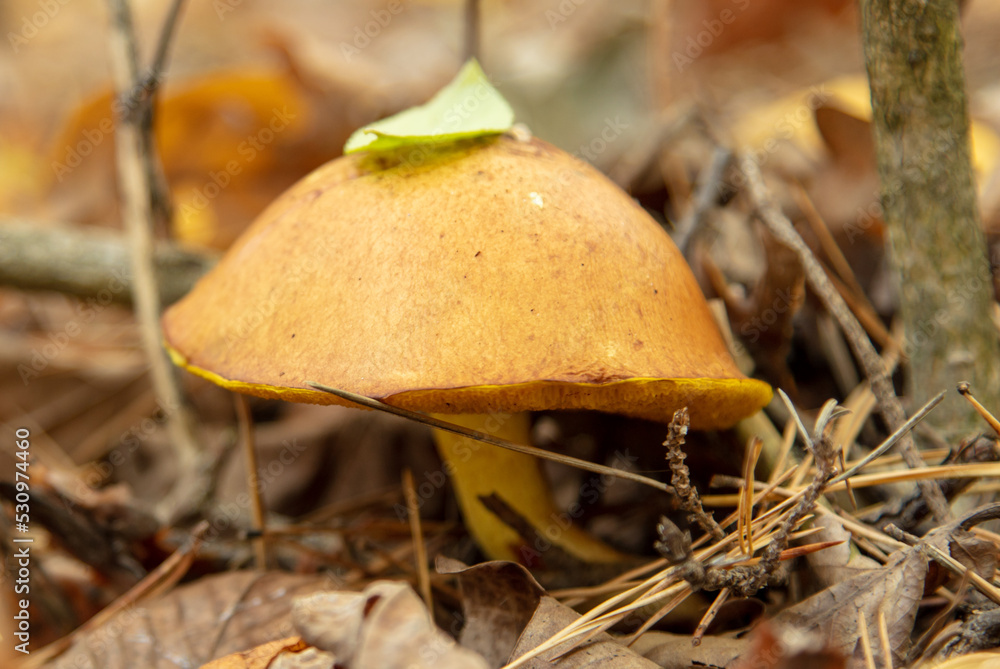 Oiler mushroom on the ground in the forest in autumn. Oiler mushroom on the ground in the forest in autumn.