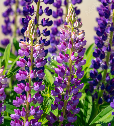 Skullcap flower in nature. Close-up