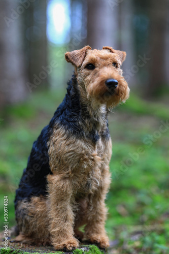 Portrait of a cute female Welsh Terrier hunting dog, sitting on a tree stump in the woods posing outdoors and looking towards the camera.