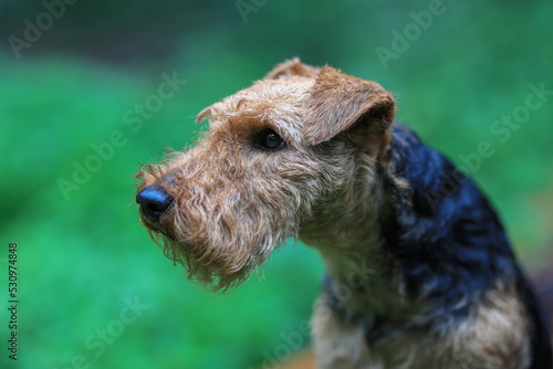 Portrait of a cute female Welsh Terrier hunting dog, posing outdoors infront of a green background and looking towards the camera.