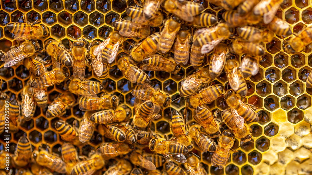 Beautiful honeycomb with bees close-up. A swarm of bees crawls through the combs collecting honey. Beekeeping, wholesome food for health. Beautiful honeycomb with bees close-up. A swarm of bees crawls through the combs collecting honey. Beekeeping, wholesome food for health.