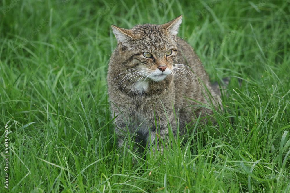 A Wildcat, Felis silvestiris, standing in the grass.
