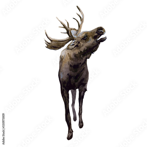 Beautiful stock illustration with hand drawn watercolor forest wild elk animal. Clip art image.