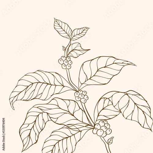 Coffee beans and leaves vector. Coffee plant. Hand drawn coffee branch. Coffee tree vector. Branch with leaves. vector illustration of coffee branch. Branch of a plant. Coffee plant branch with leaf. 