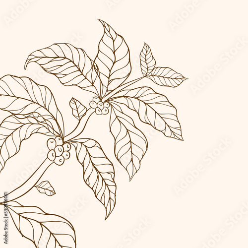  Coffee plant branch with leaf. Coffee beans and leaves. Coffee plant. Hand drawn coffee branch. Coffee tree vector. Branch with leaves. vector illustration of coffee branch.