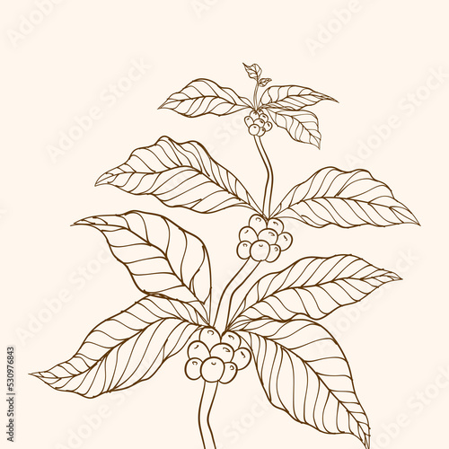 Hand drawn coffee branch. Coffee beans and leaves. branch with leaves. tree illustration. Coffee plant. Coffee tree vector. vector illustration of coffee branch. Coffee plant branch with leaf. 