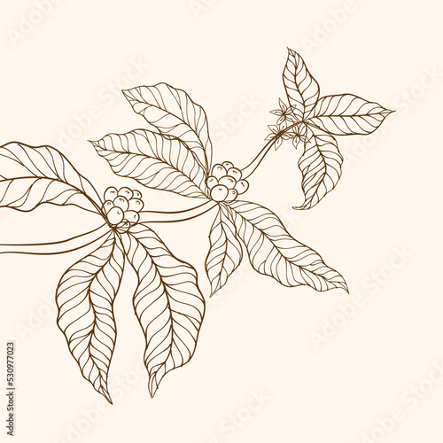 branch with leaves  flower  and coffee beans. Coffee plant branch with leaf. Hand drawn coffee branch. Coffee beans and leaves. Coffee tree vector. vector illustration of coffee branch. 