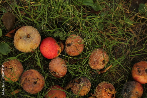 rotten apples fallen from a tree on the grass