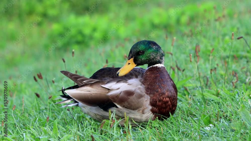Mallard Wild Duck in the Nature, close up
Mallard Wild Duck in the Nature, close up